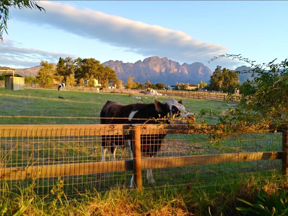 Olive&Vine Farm Cottage Franschhoek Exteriör bild