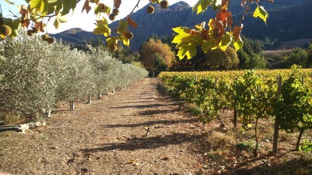 Olive&Vine Farm Cottage Franschhoek Exteriör bild